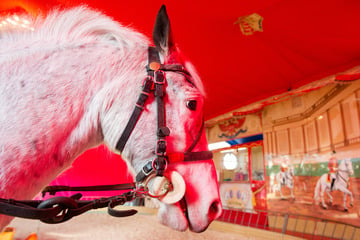 Amtlich besiegelt: Aus für Pony-Karussell auf dem Hamburger Dom