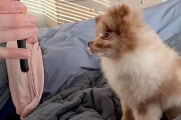 Dog owner hires groomer for home visit – and the result leaves her speechless!