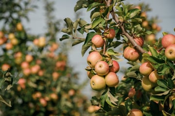 Vier Obstbäume gefällt: Täter verschwinden spurlos