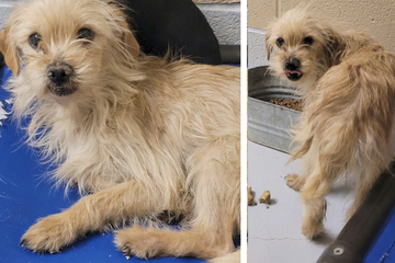 Terrified rescue dog undergoes heartwarming transformation after finding a loving home!
