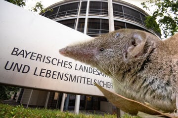Neuer Fall in Bayern: Infektion mit Borna-Virus im Landkreis Regen