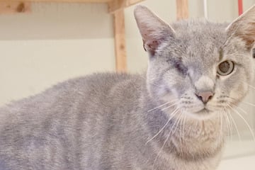 Mindestens ein Katzenleben aufgebraucht: Einäugiger Dolph hat schlimmen Autounfall hinter sich