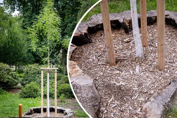 Chemnitz: Nach Brandanschlag auf Chemnitzer Schlossteichinsel: Hier wächst ein Baum im Baum