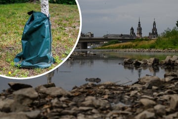 Dresden: Umweltamt appelliert nach langer Trockenheit: Dresdner sollen die Bäume gießen