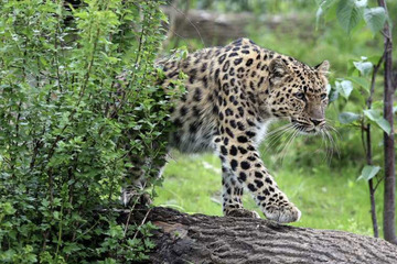 Amurleopardin Manju verlässt den Zoo Leipzig, Mutter Mia ist schon wieder rollig!