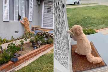Dog politely knocks on neighbors' door for the sweetest reason!