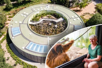 Dresden: Orang-Utan-Haus eröffnet: Die Affen haben ein neues Wohnzimmer!