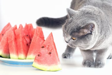 Erfrischende Häppchen: Dürfen Katzen Wassermelone fressen?