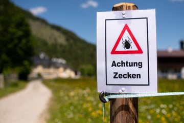 Erste Borreliose-Fälle in Thüringen gemeldet: Zecken sind wieder aktiv