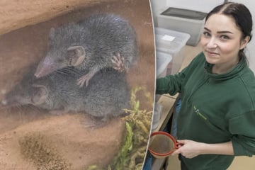 Wie die kleinsten Säugetiere der Welt im Dresdner Zoo leben