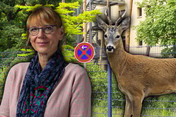 Dresden: Gute Nachricht für "Amts-Bambi": Rehbock wird nicht abgeknallt