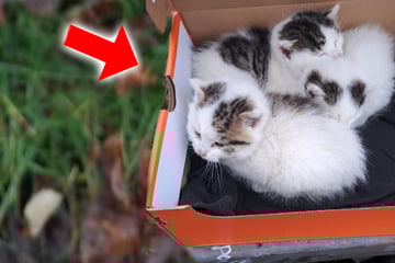Drei hilflose Katzenbabys in Radeberg ausgesetzt: Wer hat etwas gesehen?