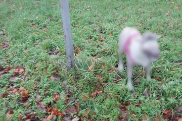 Notruf wegen ausgesetzten Hundes: Was die Polizei findet, sorgt für Gelächter