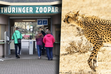 Geparden im Zoo Erfurt gestorben: Erste Erkenntnisse zur Todesursache