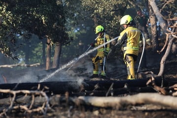 Waldbrand im Harz unter Kontrolle: Löschflugzeug im Einsatz
