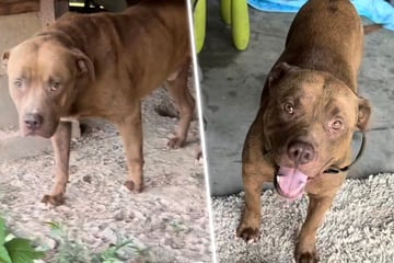 In Hitze ausgesetzt: Familie rettet Nachbars Hund