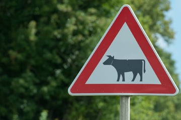 Wenn plötzlich Kühe auf die Straße laufen: Mercedes stößt mit Rind zusammen!