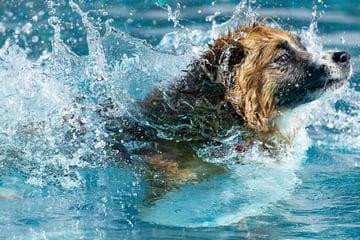 Bahn frei für Kölner Hunde: Stadionbad lädt Vierbeiner zum Schwimmen und Planschen ein