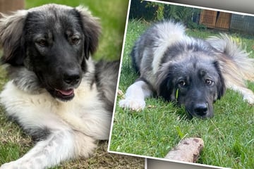 Lieb zu Kindern und Artgenossen: Junge Hündin mit Herz aus Gold sucht neue Familie