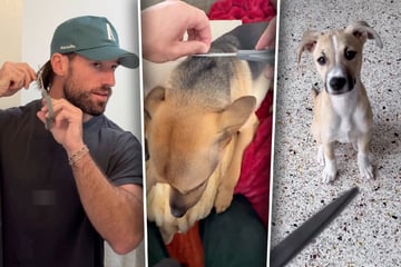 Herrchen schneidet Hunden und sich Haarbüschel ab: Kurz darauf schmelzen Herzen dahin