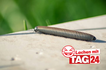 Witz des Tages vom 4.9.2024 - Täglich lachen mit TAG24