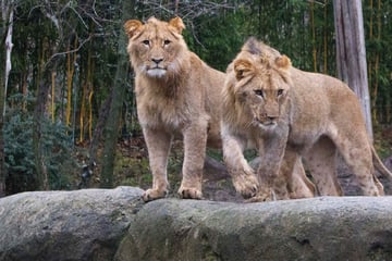 Inzest-Angst im Zoo Leipzig: Löwe Amaru muss weg