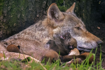 Rätsel um Wolf-Nachwuchs im Hanauer Wildpark: Wer ist der Vater?