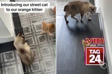 viral videos: Viral Video of the Day for June 3, 2025: Kitten vs. street cat fight ends in hilarious chaos!