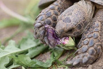 Abenteuer nach 100 Jahren? Uralte Schildkröte auf Abwegen