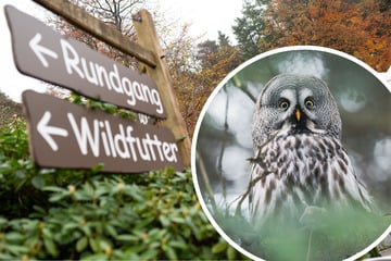 Kurioser Fall: Hundegebell tötet sieben Eulen - Züchter fordert 35.000 Euro