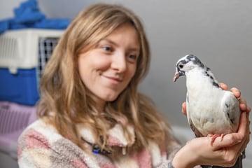 Dresden: Psychologin Lisa päppelt Tauben im Schlafzimmer auf