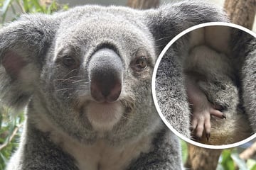 Stuttgart: Nachwuchs in der Wilhelma: Erstmals zwei Baby-Koalas geboren!