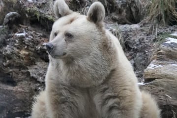 Braunbärin Sarah ist tot: Eine Ära im Tierpark Gotha geht zu Ende