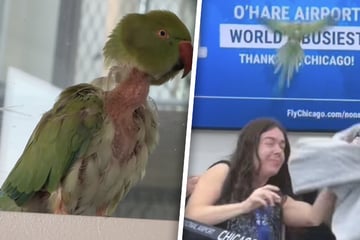 Chaos am Flughafen: Angriffslustiger Papagei geht auf Passagiere los