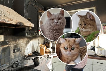 Chemnitz: Alle drei Stubentiger bei Wohnungsbrand gestorben: Freund sammelt Geld für trauernde Katzen-Mama