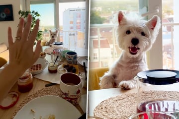 Frau winkt süßem Hund zu: Was er dann tut, lässt so viele dahinschmelzen