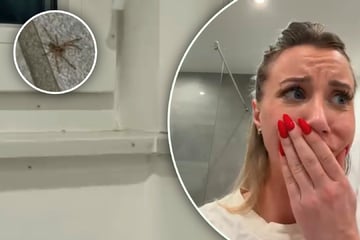 "Sie sind einfach überall": Reality-Star wird von 200 Babyspinnen heimgesucht