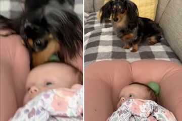 Dog desperately wants to play fetch with her newborn sibling in adorable viral video
