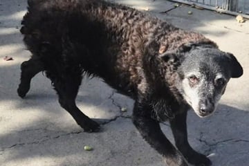 Hund Mudi ist taub, sieht schlecht und seine Zähne haben gelitten: Doch er hat ein Herz aus Gold!
