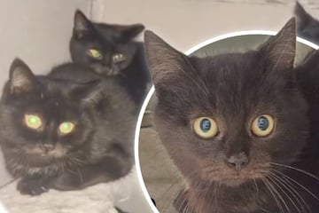 Vier ängstliche Katzenkinder suchen ein liebevolles Zuhause