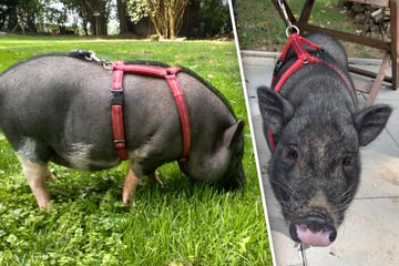Kleines Schwein hofft auf großes Glück: Findet Minipig Knödl sein Happy End?