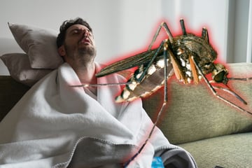 Erster Fall in Deutschland! Mann mit Sindbis-Virus infiziert: Das sind typische Symptome