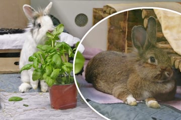 Kind geht mit Kaninchen am Geschirr spazieren, die Folgen sind grausig