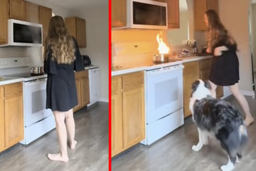 Dog owner starts kitchen fire – and border collie knows exactly what to do!