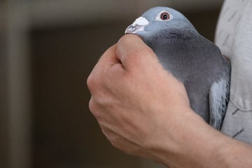 93 Brieftauben aus Hitzehölle gerettet: Jetzt suchen die Tiere ein neues Zuhause