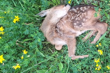 Schreckliche Tat: Rehbock getötet, Rehkitz verhungert - wer hat etwas gesehen?