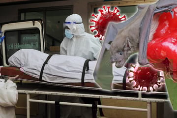 Schon wieder ein Virus durch Fledermäuse? Experte schlägt Alarm