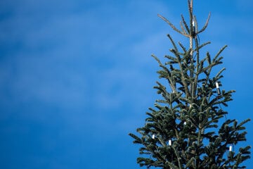 Schon wieder Weihnachtsbaum umgesägt! Bürgermeister sauer, Polizei eingeschaltet