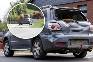 Bulle büxt aus und springt gegen Auto: Kurioser Vorfall nimmt trauriges Ende