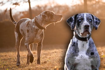 Hund erfolgreich vermittelt, dann passiert "Lea" ein schlimmer Fehler